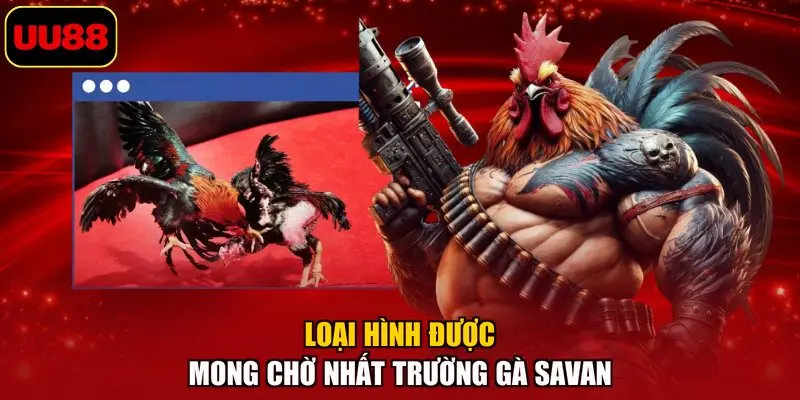 Loại hình được mong chờ nhất trường gà Savan